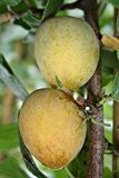 Aprikosenmirabellenbaum Aprimira LH 80 - 100 cm, Aprikosenmirabellen orange, Säulenobst, , im Topf, Obstbaum winterhart, Prunus armeniaca