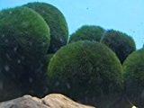 Aquarium ''Nano Moosbälle Gr. S'' -Aegagropila linnaei- 2 Stück (Marimo Ball, Mooskugel) 1-3cm