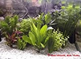 Aquariumpflanzenset hochwertig und sortenreich "10 Bunde-Set"
