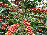 Arabica Kaffee 5 Samen -Coffea arabica- Top Qualität -Schöne Zimmerpflanze-