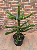 Araucaria araucana, Höhe: 100-110 cm, Affenbaum, Affenschaukel, Andentanne, winterharte Pflanze !