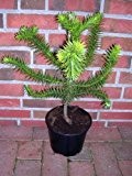 Araucaria araucana, Höhe:50-55 cm,Schmucktanne, Affenbaum, Affenschaukel, Andentanne, winterharte Pflanze !