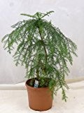 Araucaria cunninghamii BONSAI 100 cm - Zimmertanne // Zimmerpflanze