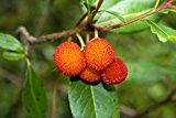 Arbutus unedo - Erdbeerbaum - attraktive Kübelpflanze - verschiedene Größen (40-50cm - 2 ltr.)