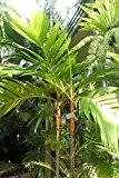 Areca Palme -GOLDFRUCHTPALME- 10 Samen -Schöne Zimmerpflanze-