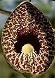Aristolochia elegans - Gespensterpflanze - Gespensterblume - 25 Samen