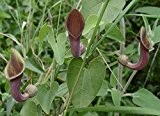 Aristolochia indica, Indian Birthwort, 20 Samen