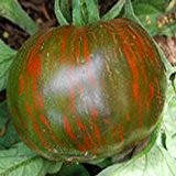 aromatische, schwarz-grün gestreifte Tomate - black Zebra - 20 Samen