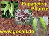 Asclepias syriaca Papageienpflanze 100 Samen echte Seidenpflanze