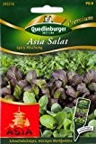 Asia Salat, Brassica campestris, ca. 800 - 1000 Samen