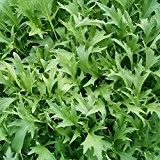 Asiasalat - Mizuna grün - Brassica rapa nipposinica - 500 Samen