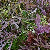 Asiasalat - Mizuna rot - Brassica rapa nipposinica - 500 Samen