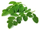 Asiatische Moringa Moringa oleifera 10 Samen