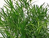 Asparagus falcatus - Zierspargel - 5 Samen