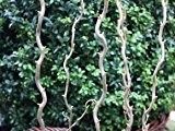 Aufrechte Korkenzieherhasel - Corylus avellana 'Twister' - Schön an der Terrasse