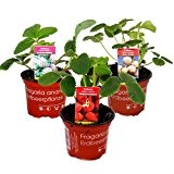 Ausgefallene Erdbeer-Sorten - 3 Pflanzen - Weisse Erdbeere"Snow White" - Ananas-Erdbeere - Himbeer-Erdbeere