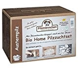 Austernpilz Bio Home-Pilzzuchtset im Pilzzuchtkarton, ganzährig Pilze selber züchten