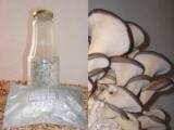 Austernpilz - BIO Pilzbrut 1 Liter Substrat Pilzzucht Pilze züchten