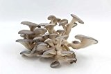 Austernpilz Pilzzuchtkultur - Pilze selber züchten