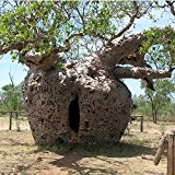 Australische Baobab 4 Samen,Australischer Affenbrotbaum, Adansonia Gregorii