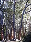 Australische Eiche - **Eucalyptus obliqua "Victoria " ** - Samen- (30)