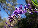 Australischer Blauregen -hardenbergia comptoniana- 10 Samen Zimmerpflanze/Bonsaigeeignet