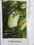 Australischer gelb/weisser Zylinderputzer,-EXOTISCHE Pflanze, 100 Samen !!
