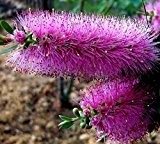 Australischer violetter Zylinderputzer,-EXOTISCHE Pflanze, 100 Samen !!