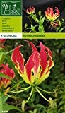 AUSVERKAUF : Gloriosa rothschildiana Ruhmeskrone (1)