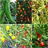 außergewöhnliche Chilis - 6 Arten - je 10 Samen -Schärfegrad:3 bis 10 !