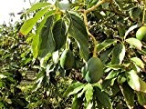 Avocado Persea americana gratissima Pflanze 30cm Butterfrucht selten Rarität