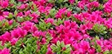Azalea - Rhododendron, Farbe: pink, im 12-cm-Topf, 3-er-Set