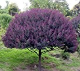 Baileys Akazie 10 Samen - Acacia Purpurea 'Purple Fearnleaf' 10 Samen