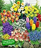 BALDUR-Garten 140 Blumenzwiebeln Spar-Paket, 140 Zwiebeln im Mix mit Tulpen, Narzissen Hyazinthen, Anemonen, Zierlauch und mehr