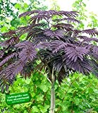 BALDUR-Garten Albizia 'Summer Chocolate' Seidenbaum, 1 Pflanze