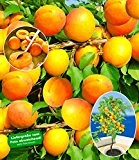 BALDUR-Garten Aprikosen 'Compacta Super Compact®', Aprikosenbaum 1 Pflanze, Prunus armeniaca