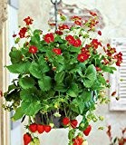 BALDUR-Garten Balkon-Erdbeere "Ruby Ann" F1,3 Pflanzen