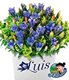 BALDUR-Garten Berg-Enzian "Luis Easy Blue",2 Pflanzen