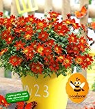 BALDUR-Garten Bidens "Beedance® Painted Red" 2 Pflanzen Goldmarie