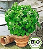BALDUR-Garten BIO-Basilikum "Genoveser",1 Pflanze Ocimum basilicum Basilikumpflanze
