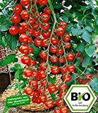 BALDUR-Garten BIO-Cherrytomate 'Pepe' F1,2 Pflanzen BIO-Tomatenpflanze