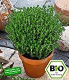 BALDUR-Garten BIO-Gewürz-Thymian,1 Pflanze Thymus vulgaris Küchenkräuter