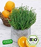 BALDUR-Garten BIO-Orangen-Thymian 1 Pflanze Thymus