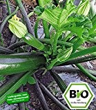 BALDUR-Garten BIO-Zucchini 'Kimber' F1,2 Pflanzen BIO Zucchinipflanze