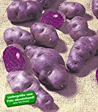 BALDUR-Garten Blaue Pflanz-Kartoffel "Vitelotte®",25 Knollen Pflanzkartoffeln