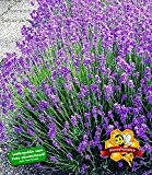 BALDUR-Garten Blauer Lavendel Lavandula, 3 Pflanzen