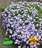 BALDUR-Garten Blauer Teppich-Phlox, 3 Pflanzen