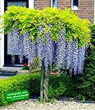 BALDUR-Garten Blauregen auf Stamm, 1 Pflanze Wisteria sinensis Glycinie