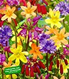 BALDUR-Garten Blumenzwiebel-Mix "Kleine Kostbarkeiten" 25 Zwiebeln Homeria, Dichelostemma