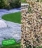 BALDUR-Garten Bodendecker-Kollektion blau und weiß 6 Pflanzen Isotoma und Spanisches Gänseblümchen